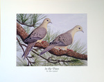 "In The Pines" 2006/2007 Dove Sportsmen's Society Stamp Print